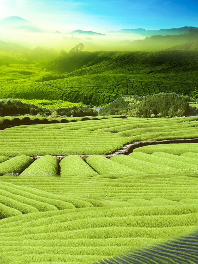 黳1.jpg